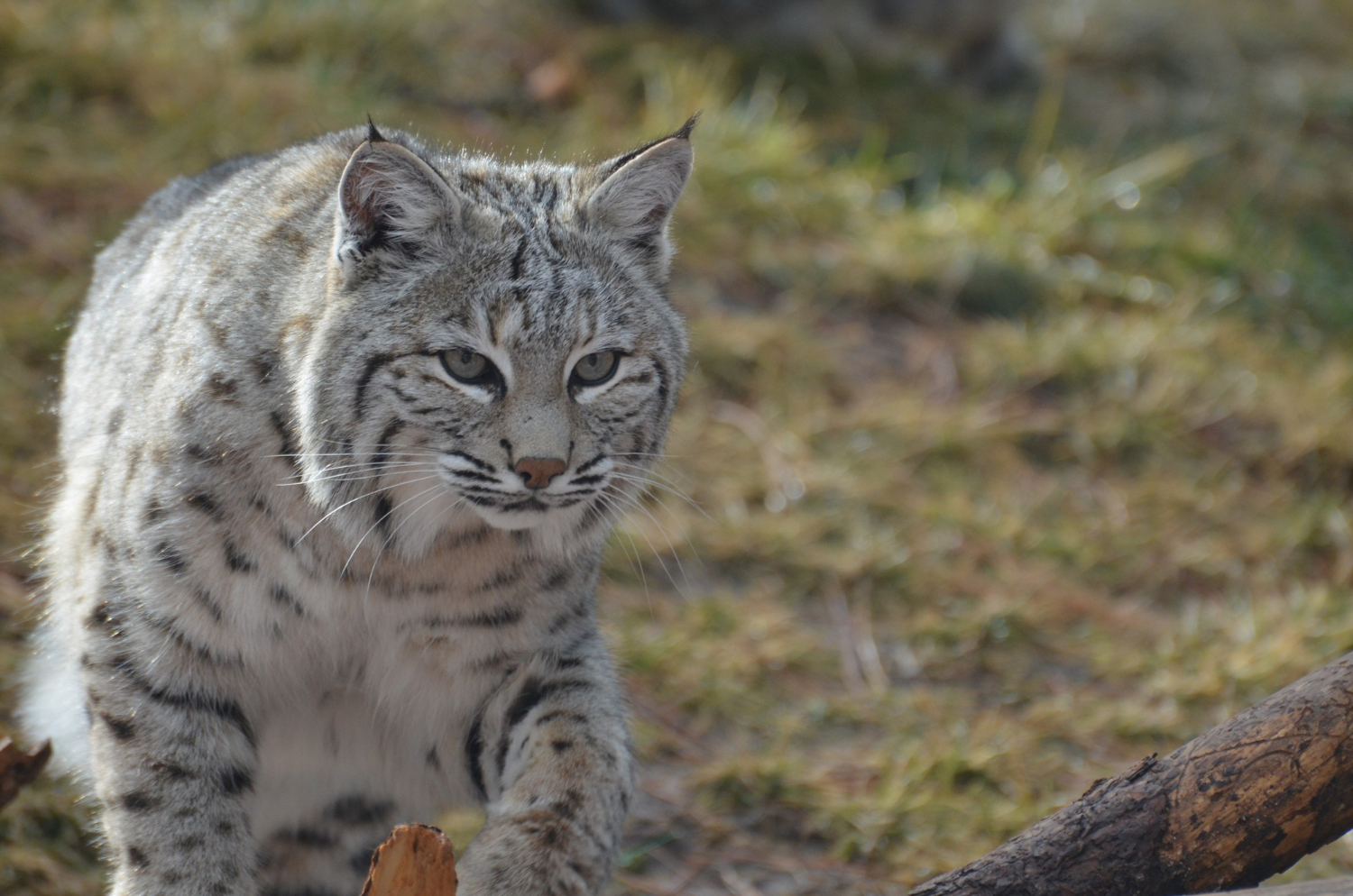 What Attracts Bobcats To Your Yard Humane Wildlife Control