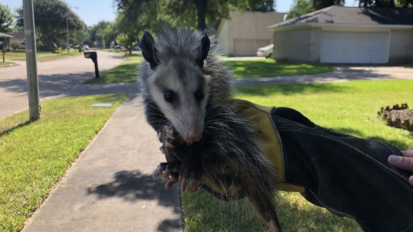 Are Opossums Dangerous to Humans? Humane Wildlife Control