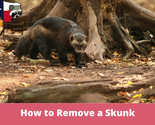 How to Remove a Skunk