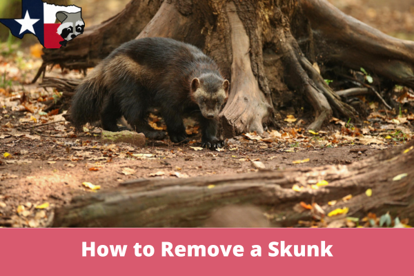 How to Remove a Skunk