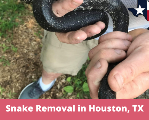 Snake Removal in Houston, TX (1)