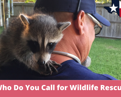 Who Do You Call for Wildlife Rescue