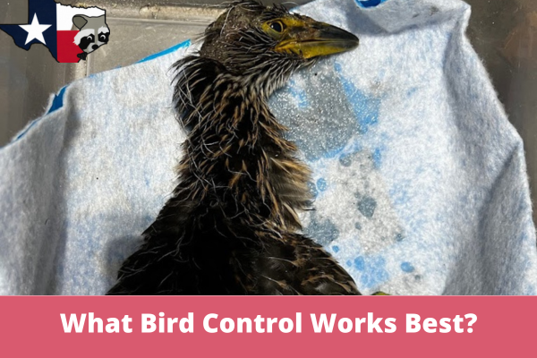 What Bird Control Works Best