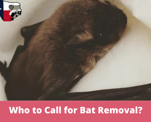 Who to Call for Bat Removal