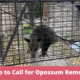 Who to Call for Opossum Removal