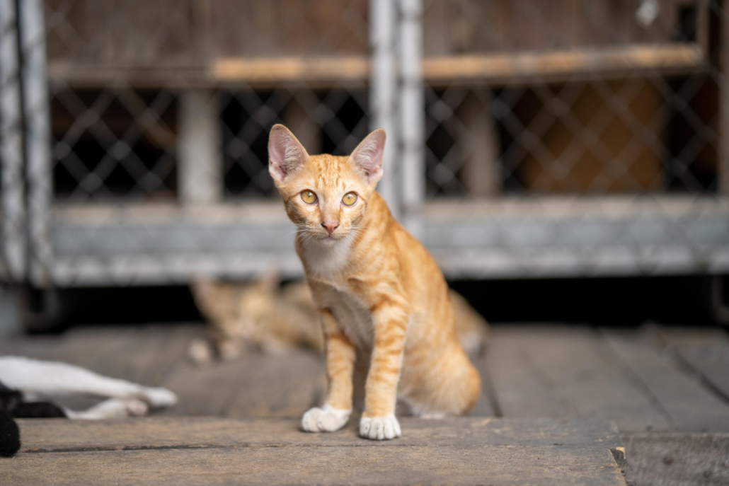 Wildlife Control for Stray Cats