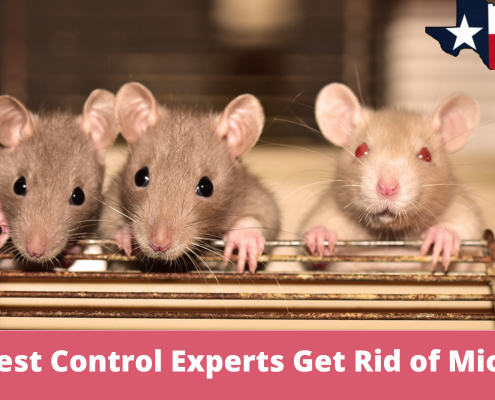 How Do Pest Control Experts Get Rid of Mice