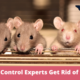 How Do Pest Control Experts Get Rid of Mice