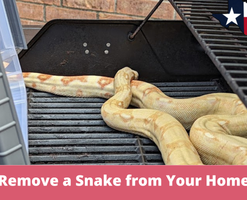How to Remove a Snake from Your Home