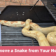 How to Remove a Snake from Your Home