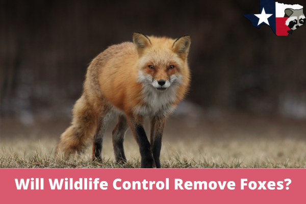 Will Wildlife Control Remove Foxes