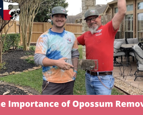 The Importance of Opossum Removal