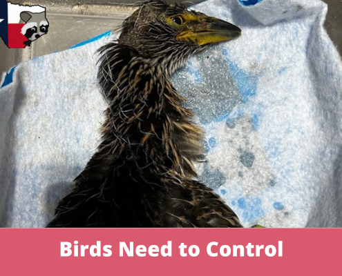 Understanding the Birds You Need to Control