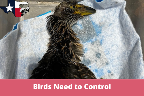 Understanding the Birds You Need to Control