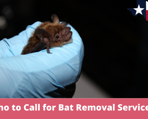 Who to Call for Bat Removal services