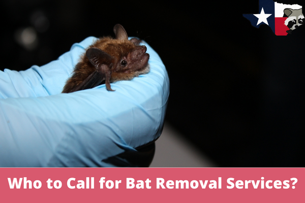 Who to Call for Bat Removal services