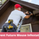 Critical Steps to Prevent Future Mouse Infestations