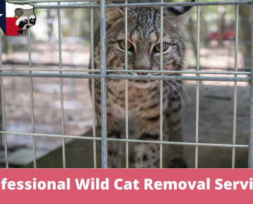 Professional Wild Cat Removal Services