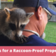 Tips for a Secure and Raccoon-Proof Property