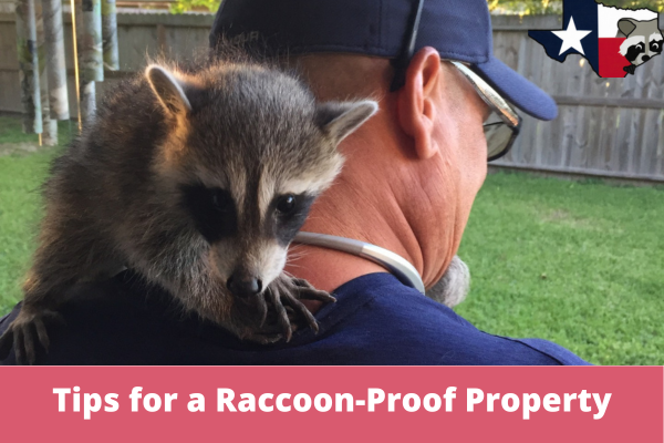Tips for a Secure and Raccoon-Proof Property