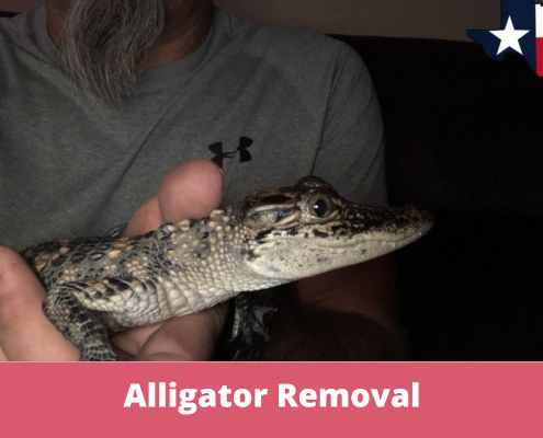 Alligator Removal