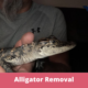 Alligator Removal