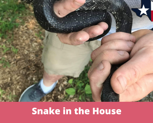 Snake in the House