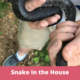 Snake in the House
