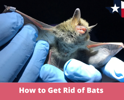 How to Get Rid of Bats from Your House in Houston