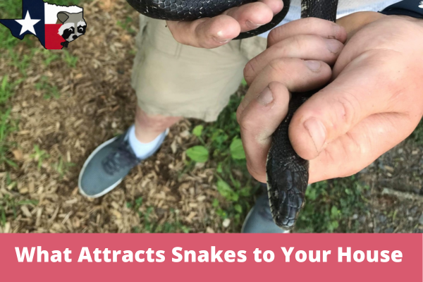 What Attracts Snakes to Your House in Texas