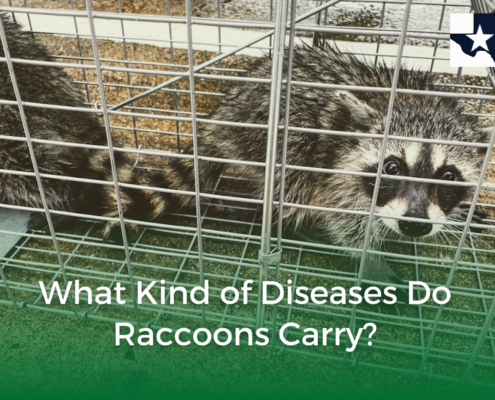 What Kind of Diseases Do Raccoons Carry