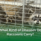What Kind of Diseases Do Raccoons Carry